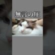 朝イチ、顔が近い猫｜トイガー&ラグドール　#トイガー #ラグドール #catshorts　#猫のいる暮らし #catfunny #大型猫