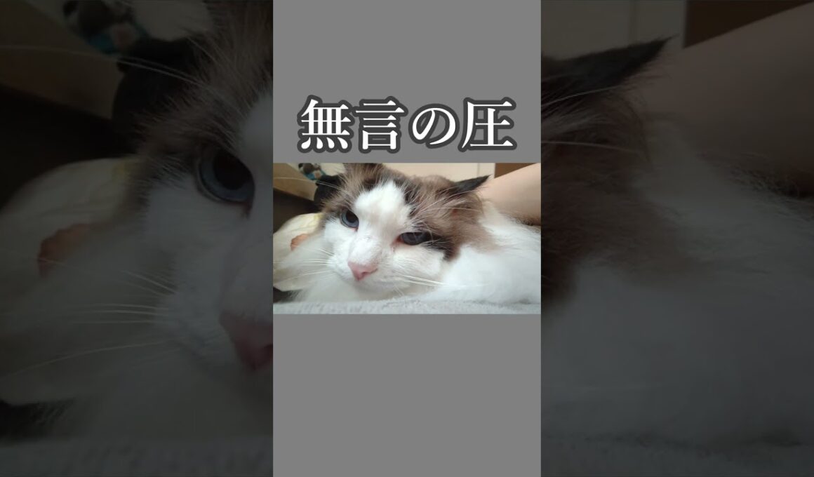 朝イチ、顔が近い猫｜トイガー&ラグドール　#トイガー #ラグドール #catshorts　#猫のいる暮らし #catfunny #大型猫