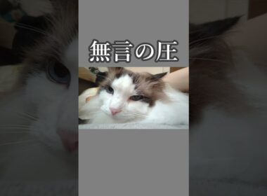 朝イチ、顔が近い猫｜トイガー&ラグドール　#トイガー #ラグドール #catshorts　#猫のいる暮らし #catfunny #大型猫