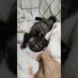 ひっくり返り子猫さん #cat #好きな子猫 #kitten #gatto #子ネコ #エウレカねこ部 #猫好きさんと繋がりたい #猫のいる暮らし #保護猫 #子猫 #animals #ねこ