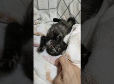 ひっくり返り子猫さん #cat #好きな子猫 #kitten #gatto #子ネコ #エウレカねこ部 #猫好きさんと繋がりたい #猫のいる暮らし #保護猫 #子猫 #animals #ねこ