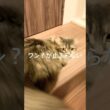 撫でられると、ワン？が止まりません。#shorts #猫のいる暮らし #猫 #サイベリアン