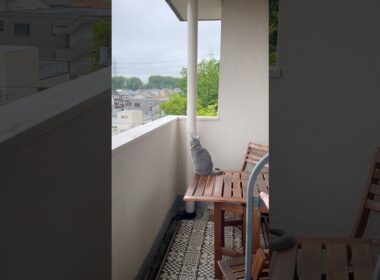 夏を待つつむやま〜【シャルトリューつむやまの梅雨明けはいつ？日記】 #ねこ #chartreux #ネコ #猫 #silverfins #シャルトリュー #梅雨明け #梅雨  #cat