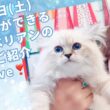🌸7/11(土) ご家族様募集中の#サイベリアン の#子猫 達をご紹介します😻夏休み目前❣️子猫と一緒に楽しいホリデーを❤️