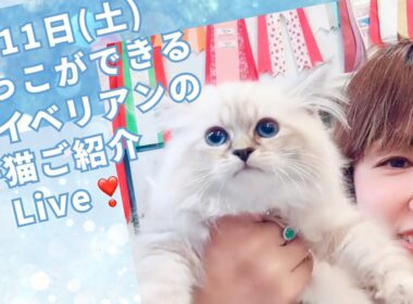 🌸7/11(土) ご家族様募集中の#サイベリアン の#子猫 達をご紹介します😻夏休み目前❣️子猫と一緒に楽しいホリデーを❤️