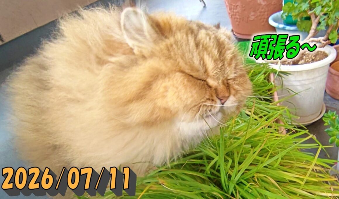 頑張るペルシャ猫のひとみ。強い風が嫌いだけど再度チャレンジ！　Persian cat Hitomi's days　2026/07/11