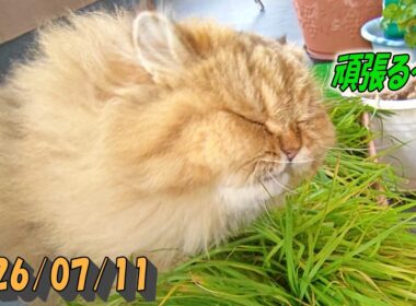頑張るペルシャ猫のひとみ。強い風が嫌いだけど再度チャレンジ！　Persian cat Hitomi's days　2026/07/11