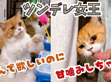 【ツンデレ炸裂】ブリーダー崩壊から保護されたラガマフィン似の美猫。おもちゃ大好きだけど触ろうとすると…？（保護猫カフェキャットスペース）中崎町A tsundere cat from a breeder