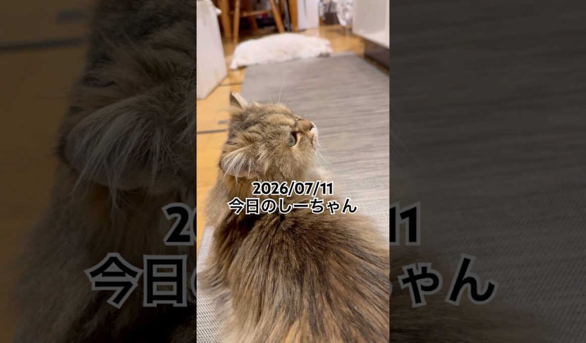 2026/07/11今日のしーちゃん #猫 #ペルシャ #シエル #cat #猫のいる暮らし