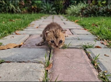 【保護子猫】母に置き去りにされ彷徨っていた子猫を保護が、“本当のお母さん”に出会うまで