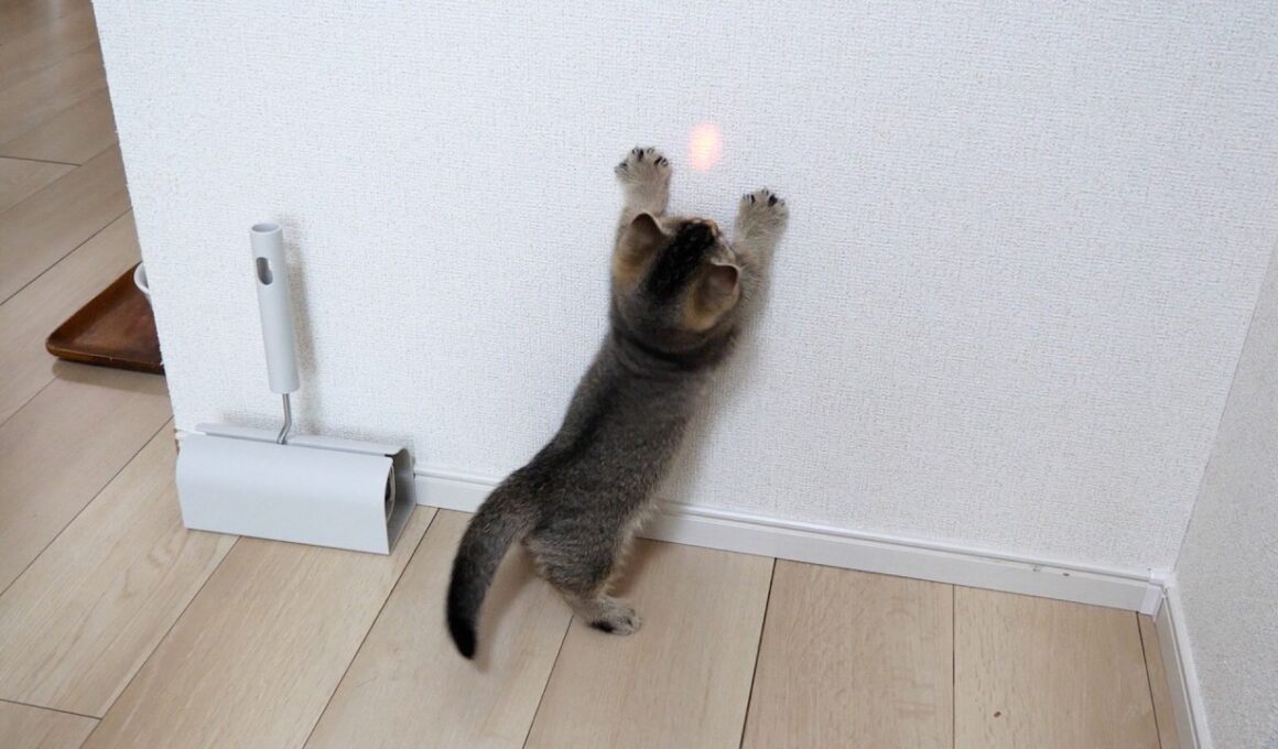 Here’s a kitten completely mesmerized by a laser pointer it’s seeing for the first time…
