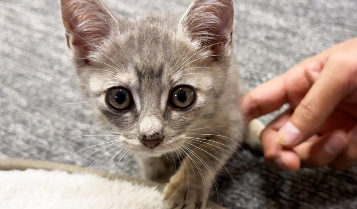 自分の力で飼い主のお腹に乗れた子猫。少しずつ前に進む姿に毎日感動しています。
