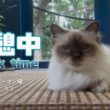 バーマン猫ラフ【休憩中】Break time（バーマン猫）Birman/Cat