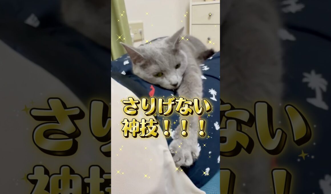 愛猫の神技が さりげない‼️ #猫 #ロシアンブルー #catshorts #shorts