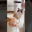 【1番になりたいラグドール】#猫 #cat #ラグドール #shorts