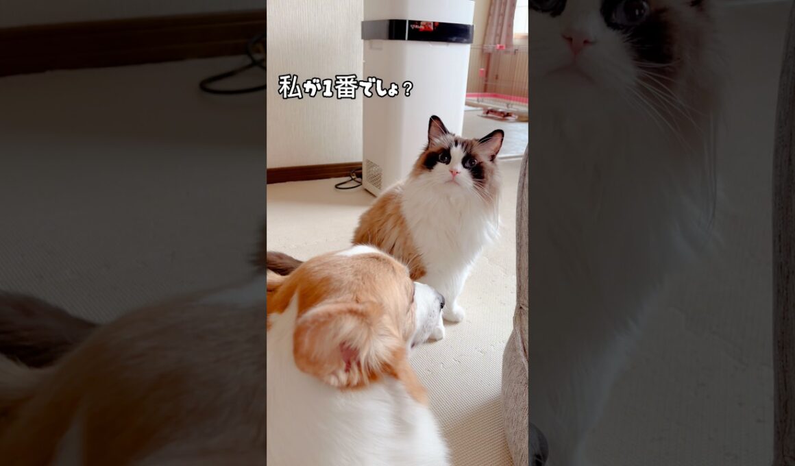 【1番になりたいラグドール】#猫 #cat #ラグドール #shorts