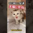 【保護猫】ずぶ濡れだった子猫が、ここまで変わりました。
