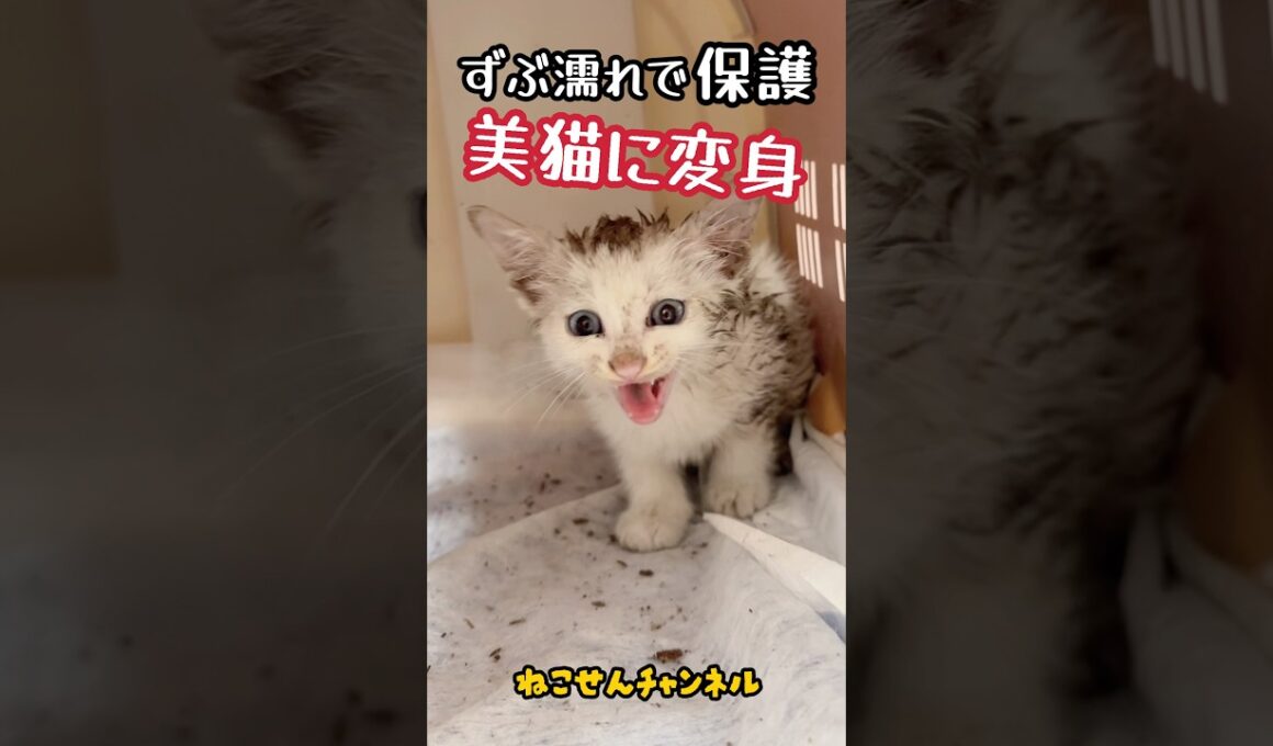 【保護猫】ずぶ濡れだった子猫が、ここまで変わりました。