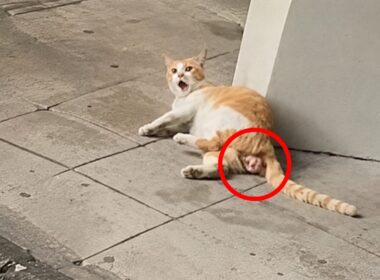 【保護猫】産道に子猫が挟まり、陣痛に苦しみながら地面を転がる妊娠中の野良猫→病院に連れていくも最悪の事態に…【感動する話】