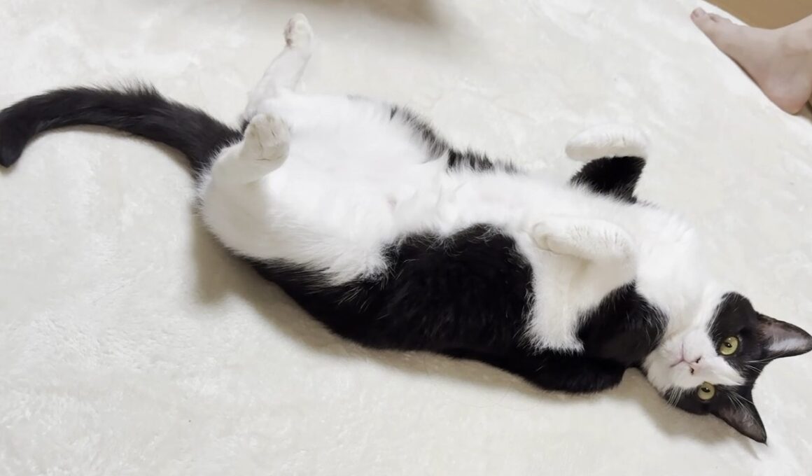「おやつ」以外は聞こえんかったことにする猫