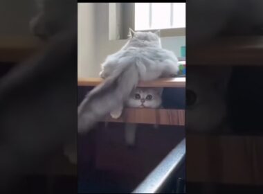 funny cats videos #cat #trending #shorts