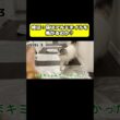 検証！猫はアルミホイルを怖がるのか？　#猫 #おもしろ #アテレコ #ニャンチューバーつくし
