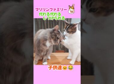 親猫に次々としつけられる子供達  #マリリンファミリー