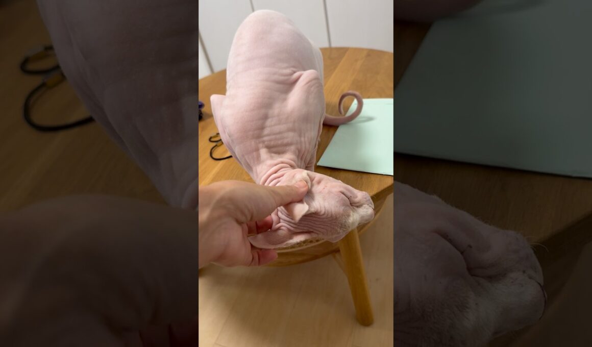 甘える猫アレクサンドラ【スフィンクス】