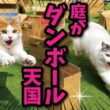 【悲報】猫たちの大好きなダンボールの遊び場をつくったハズがまさかの…