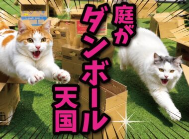 【悲報】猫たちの大好きなダンボールの遊び場をつくったハズがまさかの…