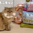 もふもふ妹猫の3歳の誕生日！ 【サイベリアン】