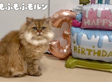 もふもふ妹猫の3歳の誕生日！ 【サイベリアン】