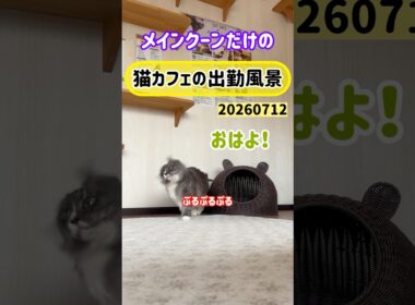 20260712メインクーンだけの【猫カフェの出勤風景】#cat #cooncat #mainecat #もふもふ
