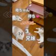 2階から降りてきたら、この光景でした🥹💕 #ラグドール #猫好きさんと繋がりたい #ねこのいる生活 # #cat