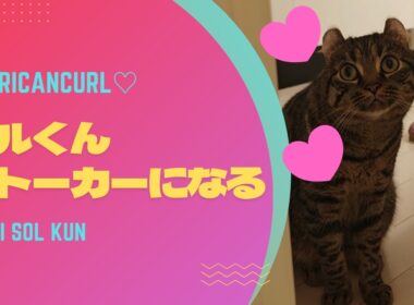 【アメリカンカール】ソルくんストーカーになる