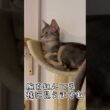 アビシニアンとは その75 キャットタワーの一番上で寛ぐのが大好きな猫 #shorts #猫 #アビシニアン