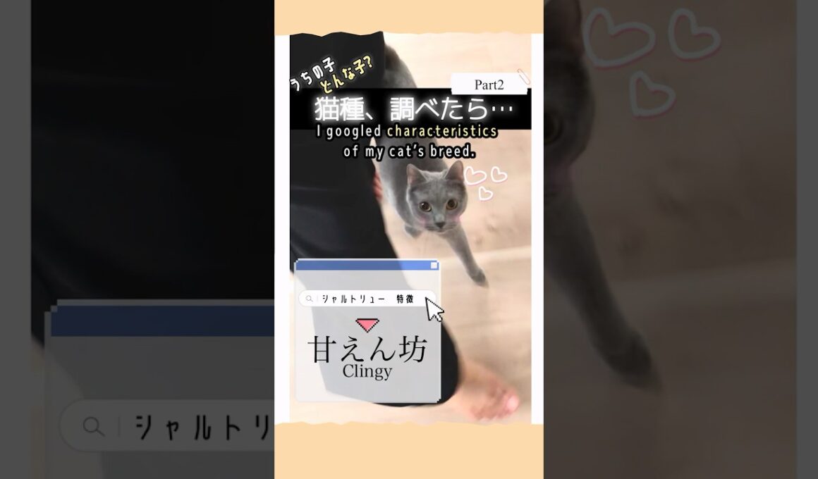 【猫】Part❷　うちの猫は甘えん坊らしい。実際は…？　#猫 #catshorts #cat #ねこ #ネコ #にゃんこ #short #subscribe #고양이 #แมว #кот #比較