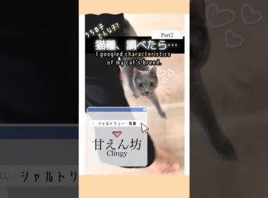 【猫】Part❷　うちの猫は甘えん坊らしい。実際は…？　#猫 #catshorts #cat #ねこ #ネコ #にゃんこ #short #subscribe #고양이 #แมว #кот #比較
