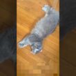 腹減った #ねこ動画 #アメリカンカール