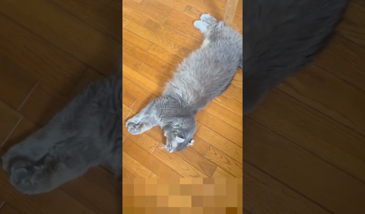 腹減った #ねこ動画 #アメリカンカール