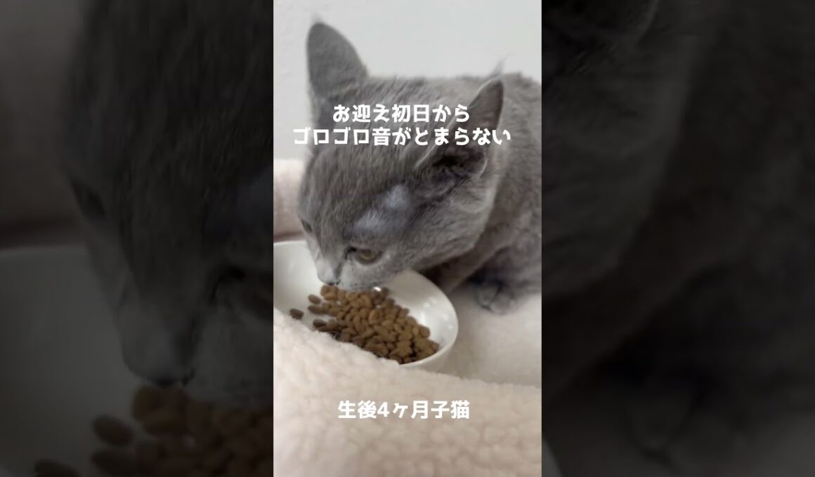 お迎え初日からゴロゴロ音がとまらない子猫　#てんちゃんねる #ボンベイ #生後４ヶ月 #子猫 #ねこ動画