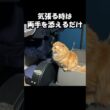 気張る時は両手を添えるだけ　#猫 #ねこ #マンチカン #短足マンチカン#ねこのいる生活  #cat #munchkin