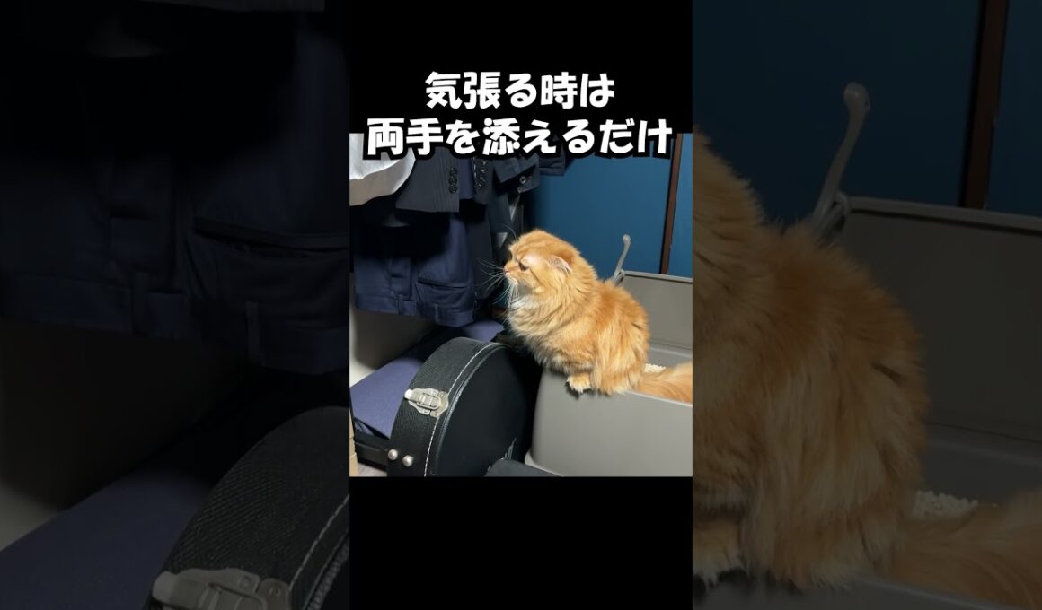 気張る時は両手を添えるだけ　#猫 #ねこ #マンチカン #短足マンチカン#ねこのいる生活  #cat #munchkin