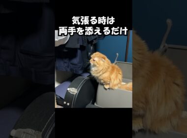気張る時は両手を添えるだけ　#猫 #ねこ #マンチカン #短足マンチカン#ねこのいる生活  #cat #munchkin