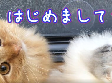 はじめまして・・スコティッシュフォールドの兄弟猫です