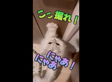 【ペルシャ女子】『ここ掘れ！にゃあにゃあ！』#shorts