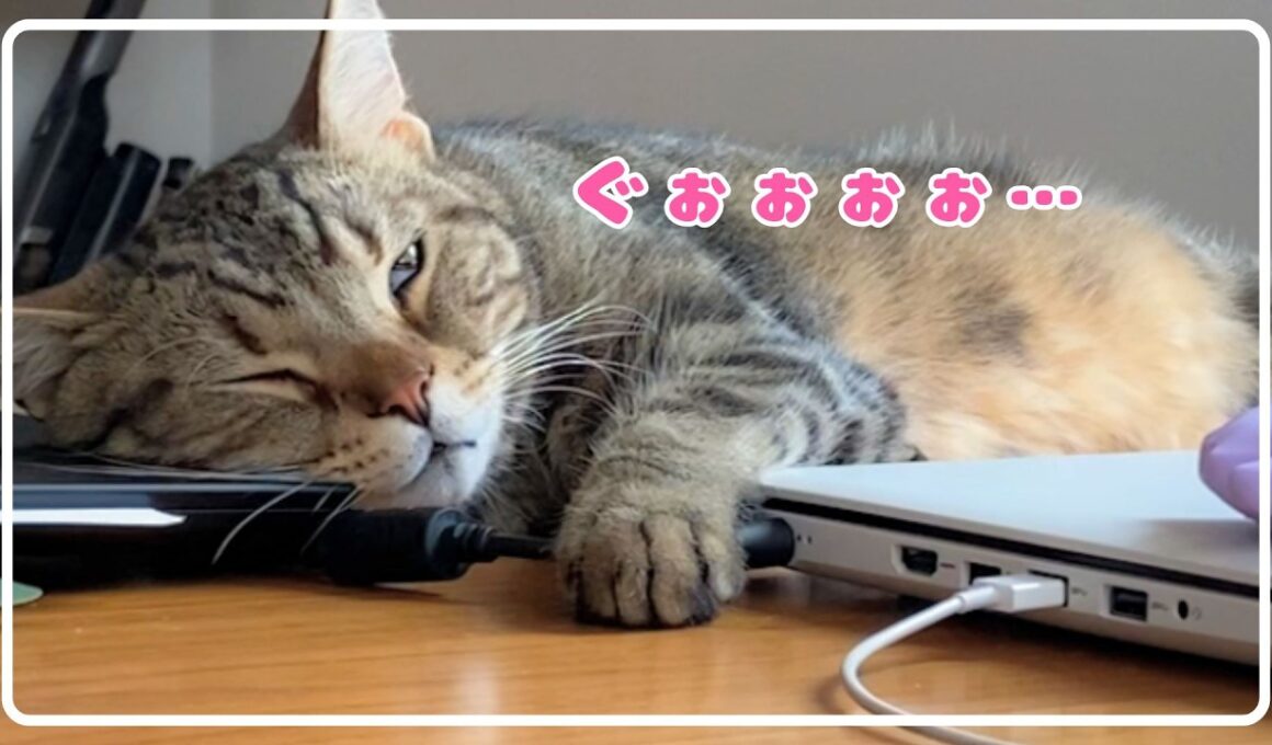 子猫の面影はどこへやら。【アメショ】#猫