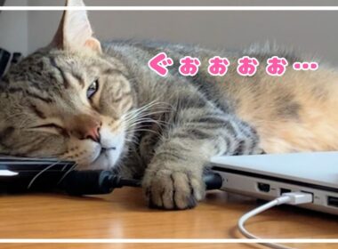 子猫の面影はどこへやら。【アメショ】#猫