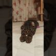 ぺっちゃんこでくつろぐ