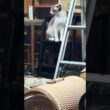 三脚で立ったポーズ。シャム猫のパンダくん